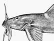 Glyptothorax silviae 