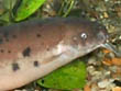  Malapterus Electricus گربه ماهی برقدار