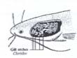 C. Batrachus سیستم تنفسی