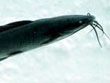 Clarias batrachus