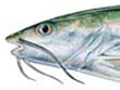 hardhead&gafftopsail
