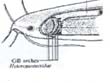 heteropneustes